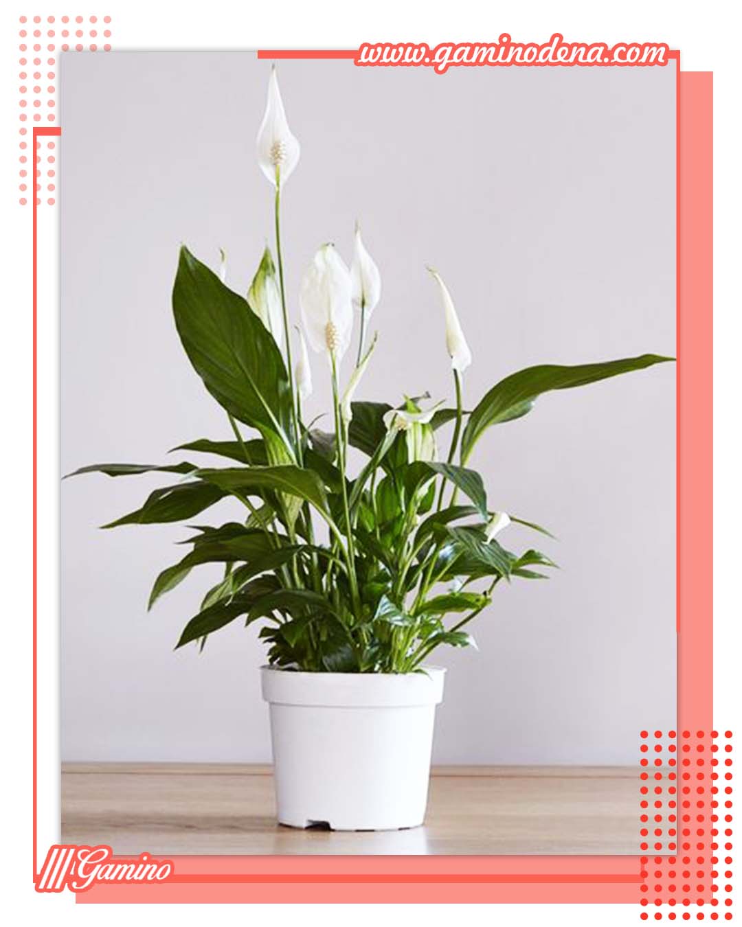 اسپاتی فیلوم بهترین گل های آپارتمانی زیبا و مقاوم + مفید برای سلامتی