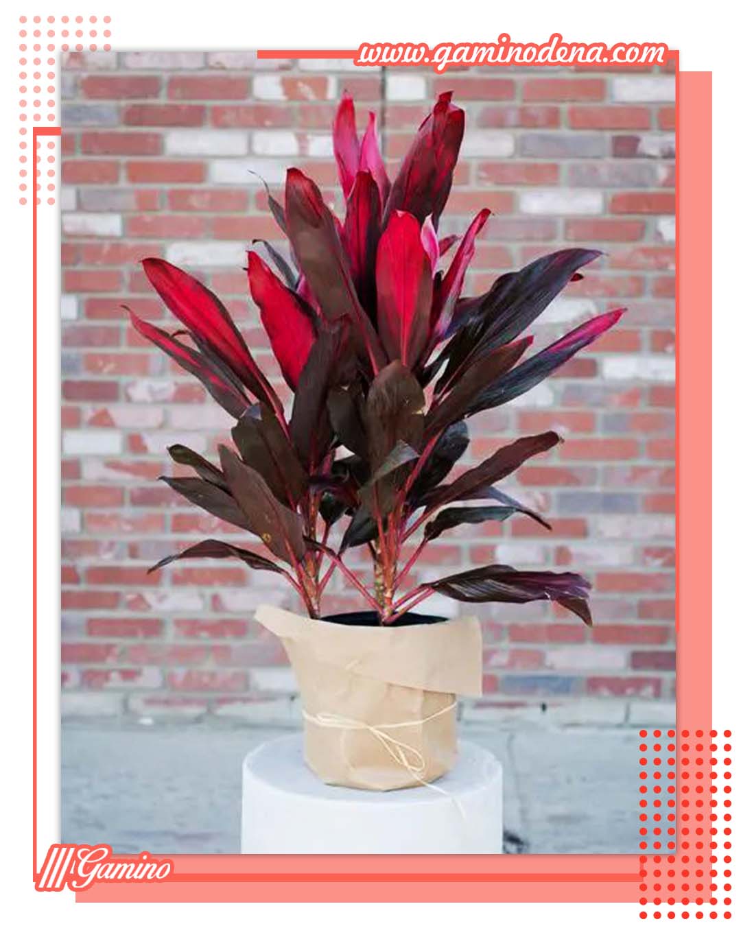 کوردیلین بهترین گل های آپارتمانی زیبا و مقاوم + مفید برای سلامتی